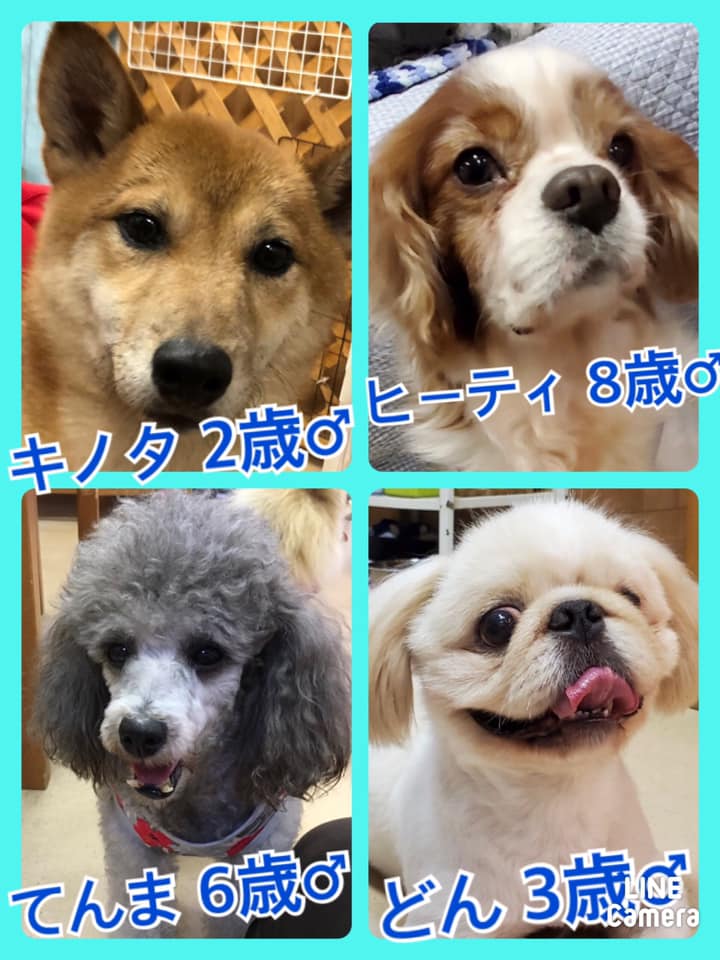 🐾今日の里親様募集中ワンコ🐶メンバーです🐾2020,9,6